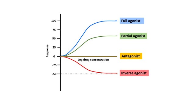 Mechanism Of Drug Action Agonist And Antagonist Putra Oer